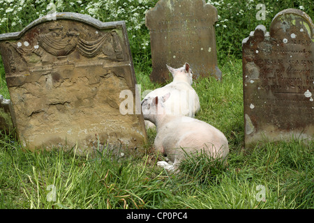 Sheep grazing around the 'grave stones' at 'St Mary`s Church' Baconsthorpe, North Norfolk, avoiding the need for grass cutting. Stock Photo